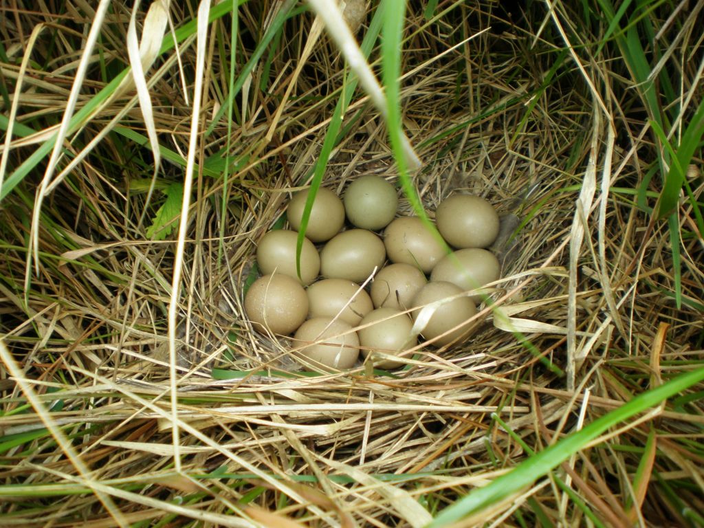 Monitoraggio nidificazione del fagiano
