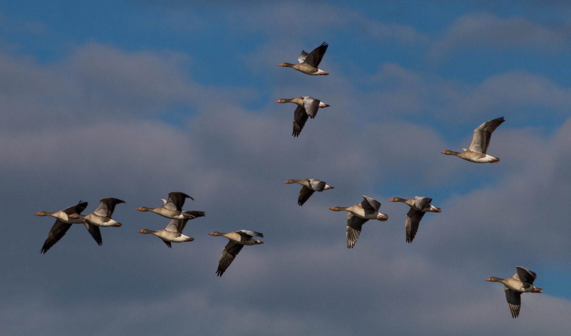 AUTORIZZAZIONE CACCIA IN DEROGA DELLA SPECIE PICCIONE (Columba livia forma domestica) SU TUTTO IL TERRITORIO REGIONALE 2022/2023